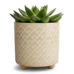 Echeveria Agavoides Miranda -Plant potted plants Echeveria agavoides Miranda 12x15cm Bilbao Plant Pot Pale Jade 14x14cm 9b5a79bd 084a 40bb b775 ef422af6e582