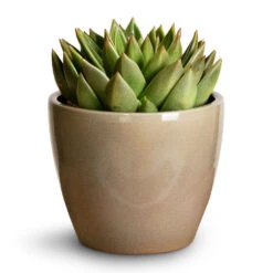 Echeveria Agavoides Miranda -Plant potted plants Echeveria agavoides Miranda 12x15cm Sven Plant Pot Mint 16x13cm