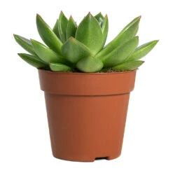 Echeveria Agavoides Miranda -Plant potted plants Echeveria agavoides Miranda 8.5cm