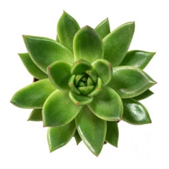 Echeveria Agavoides Miranda -Plant potted plants Echeveria agavoides Miranda 8.5cm Above