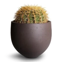 Echinocactus Grusonii - Golden Barrel Cactus 21 Echinocactus Grusonii - Golden Barrel Cactus -Plant potted plants Echinocactus grusonii Golden Barrel Cactus 25x30cm Mini Orb Kevan Plant Pot Ash Brown 32x28cm 2