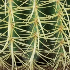 Echinocactus Grusonii - Golden Barrel Cactus 14 Echinocactus Grusonii - Golden Barrel Cactus -Plant potted plants Echinocactus grusonii Golden Barrel Cactus Spines