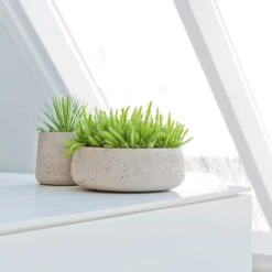 Eileen Plant Bowl - Grey Washed -Plant potted plants Eileen Plant Bowl Grey Washed Succulents