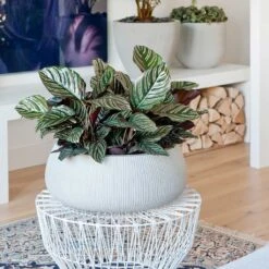 Eileen Plant Bowl - Ridged Cement -Plant potted plants Eileen Plant Bowl Ridged Cement Calathea Sanderiana