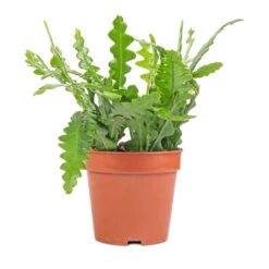 Epiphyllum Anguliger - Fishbone Cactus -Plant potted plants Epiphyllum anguliger Fishbone Cactus 12x20 1