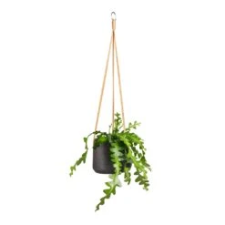 Patt Hanging Plant Pot - Black Washed 28 Patt Hanging Plant Pot - Black Washed -Plant potted plants Epiphyllum anguliger Fishbone Cactus 12x20cm Patt Hanging Plant Pot Black Washed 17x14cm 92f31cb7 3a0e 4b4f 8cb1 3abb2a543fe2