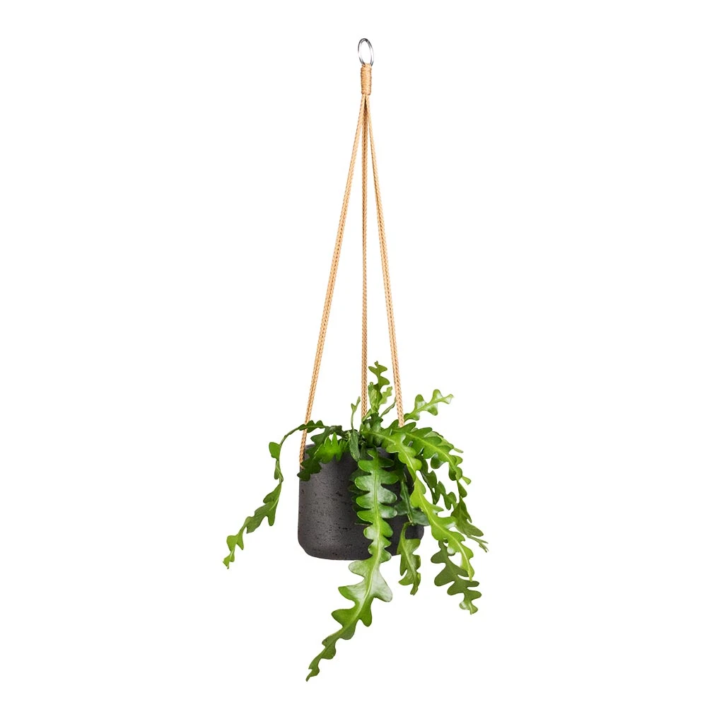 Patt Hanging Plant Pot - Black Washed 14 Patt Hanging Plant Pot - Black Washed - Image 12