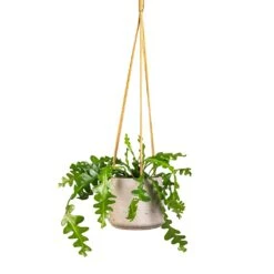Patt Hanging Plant Pot - Grey Washed 26 Patt Hanging Plant Pot - Grey Washed -Plant potted plants Epiphyllum anguliger Fishbone Cactus 12x20cm Patt Hanging Plant Pot Grey Washed 17x14cm e60b5487 9bf5 4f5e 9375 152c1e58686d