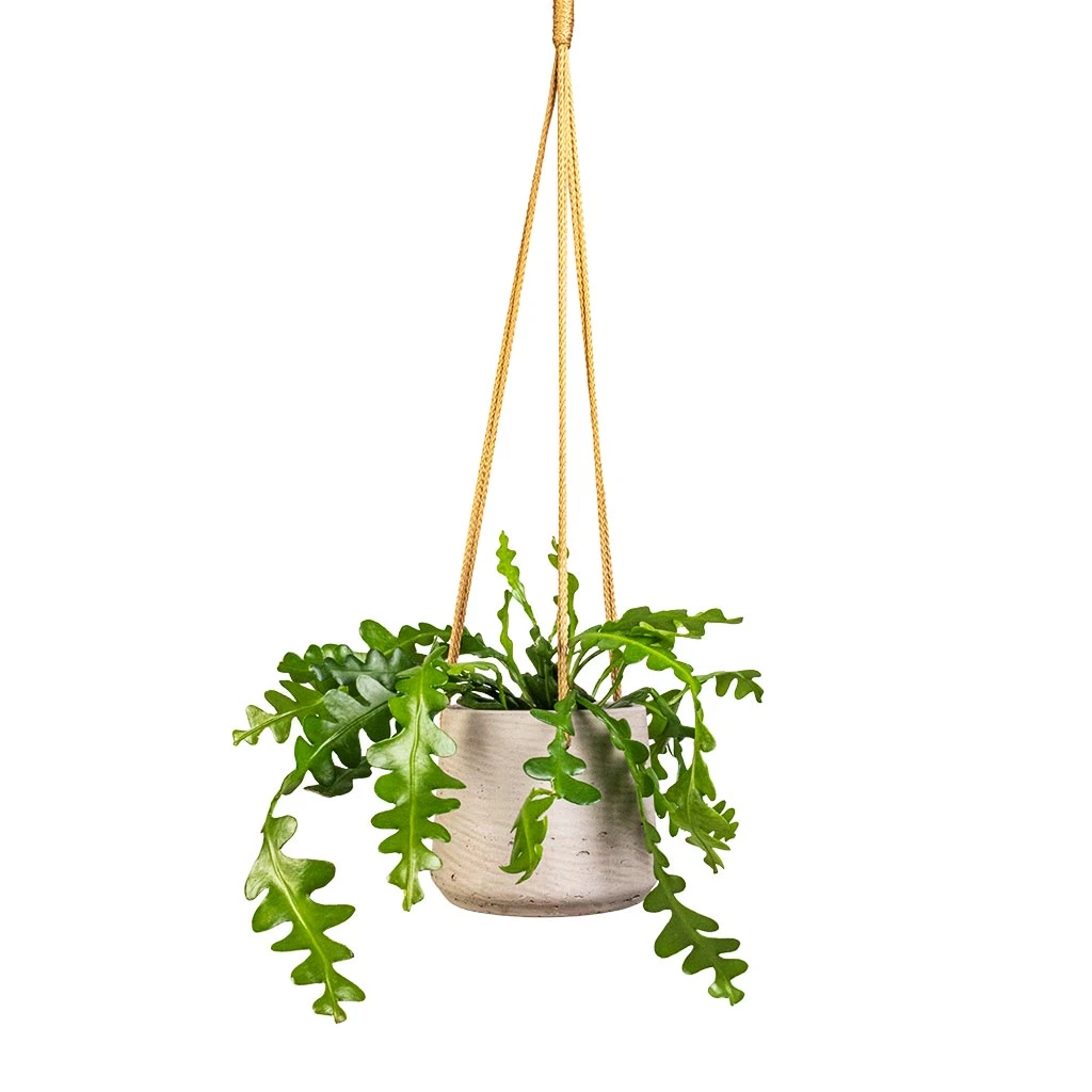 Patt Hanging Plant Pot - Grey Washed 14 Patt Hanging Plant Pot - Grey Washed - Image 12