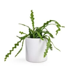 Puk Essentials Planter - Matt White -Plant potted plants Epiphyllum anguliger Fishbone Cactus 12x20cm Puk Planter Matt White 15x15cm 85b595d9 064c 4118 84f4 45cc7d5938fb