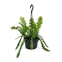 Epiphyllum Anguliger - Fishbone Cactus -Plant potted plants Epiphyllum anguliger Fishbone Cactus Small