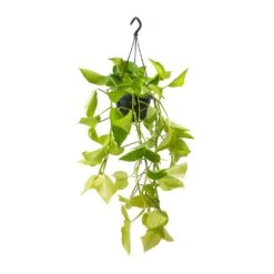 Epipremnum Aureum Neon - Golden Neon Pothos -Plant potted plants Epipremnum Neon Pothos