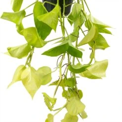 Epipremnum Aureum Neon - Golden Neon Pothos -Plant potted plants Epipremnum Neon Pothos Leaves