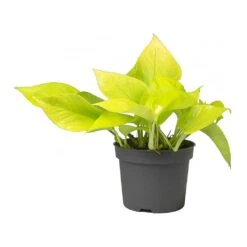 Epipremnum Aureum Neon - Golden Neon Pothos -Plant potted plants Epipremnum Neon Pothos Small