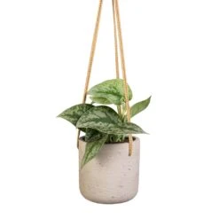 Epipremnum Trebie - Satin Pothos Trebie -Plant potted plants Epipremnum Trebie Satin Pothos Trebie 12x15cm Charlie Hanging Plant Pot Grey Washed 15x15cm 8c54b9b2 90db 443a 83dd 0b87564f7253
