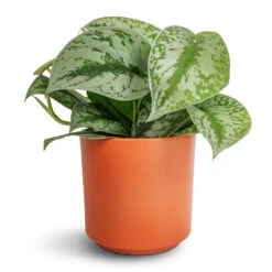 Epipremnum Trebie - Satin Pothos Trebie -Plant potted plants Epipremnum Trebie Satin Pothos Trebie 12x15cm Prague Plant Pot Cayenne 13x13cm 097e1d3f fcc8 4363 9e6a d4ce0279c211