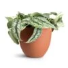 Epipremnum Trebie - Satin Pothos Trebie -Plant potted plants Epipremnum Trebie Satin Pothos Trebie 20x45cm Coral Refined Planter Canyon Orange 25x21cm
