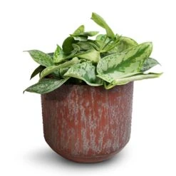 Epipremnum Trebie - Satin Pothos Trebie -Plant potted plants Epipremnum Trebie Satin Pothos Trebie 20x45cm Lian Metal Plant Pots Set4 Copper Black