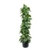 Epipremnum Trebie - Satin Pothos Trebie - Column -Plant potted plants Epipremnum Trebie Satin Pothos Trebie Column