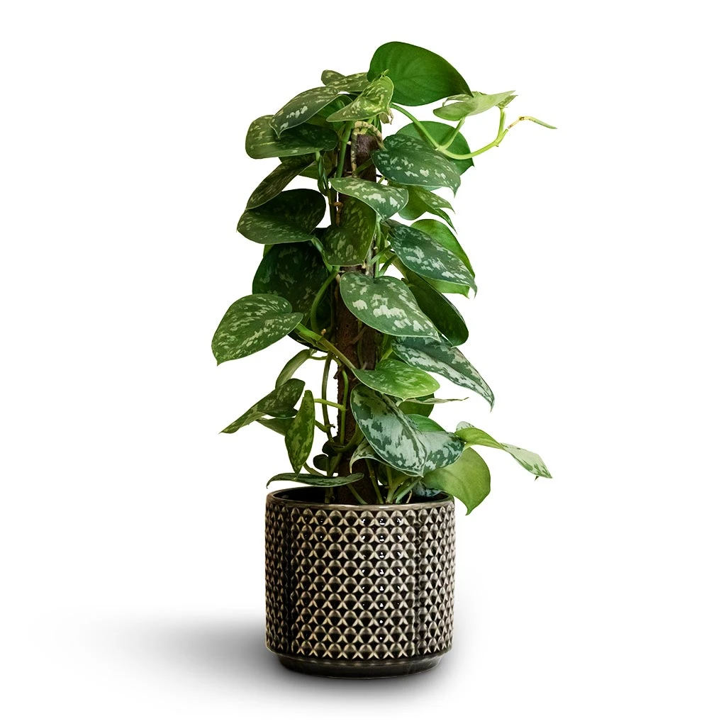 Epipremnum Trebie - Satin Pothos Trebie - Moss Pole 5 Epipremnum Trebie - Satin Pothos Trebie - Moss Pole - Image 3
