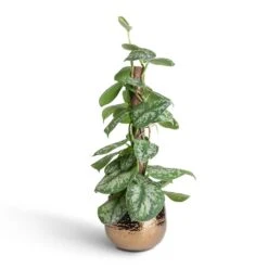 Epipremnum Trebie - Satin Pothos Trebie - Moss Pole 19 Epipremnum Trebie - Satin Pothos Trebie - Moss Pole -Plant potted plants Epipremnum Trebie Satin Pothos Trebie Moss Pole 15x60cm Yvette Plant Pot Gold 19x16cm