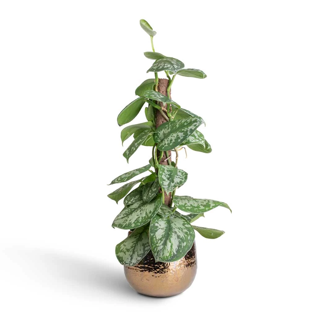 Epipremnum Trebie - Satin Pothos Trebie - Moss Pole 7 Epipremnum Trebie - Satin Pothos Trebie - Moss Pole - Image 5
