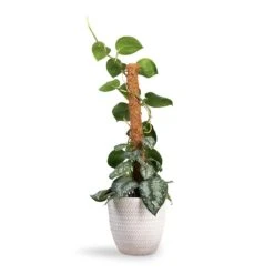Angle Couple Plant Pot - White -Plant potted plants Epipremnum Trebie Satin Pothos Trebie Moss Pole 19x80cm Angle Couple Plant Pot White 24x23cm