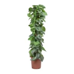 Epipremnum Trebie - Satin Pothos Trebie - Moss Pole 25 Epipremnum Trebie - Satin Pothos Trebie - Moss Pole -Plant potted plants Epipremnum Trebie Satin Pothos Trebie Moss Pole