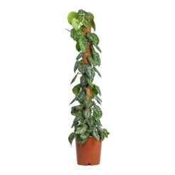 Epipremnum Trebie - Satin Pothos Trebie - Moss Pole 21 Epipremnum Trebie - Satin Pothos Trebie - Moss Pole -Plant potted plants Epipremnum Trebie Satin Pothos Trebie Moss Pole 24cm