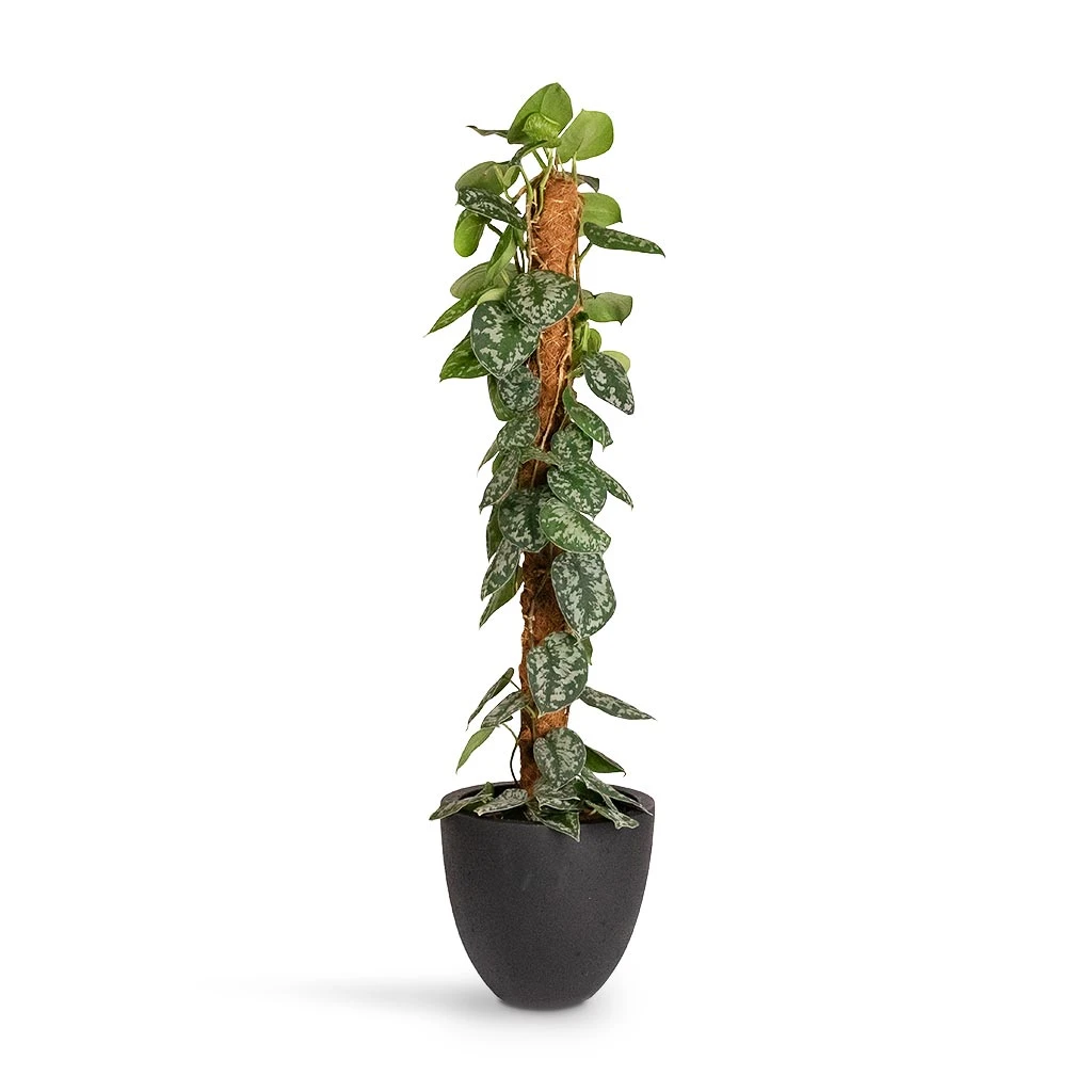 Epipremnum Trebie - Satin Pothos Trebie - Moss Pole 11 Epipremnum Trebie - Satin Pothos Trebie - Moss Pole - Image 9