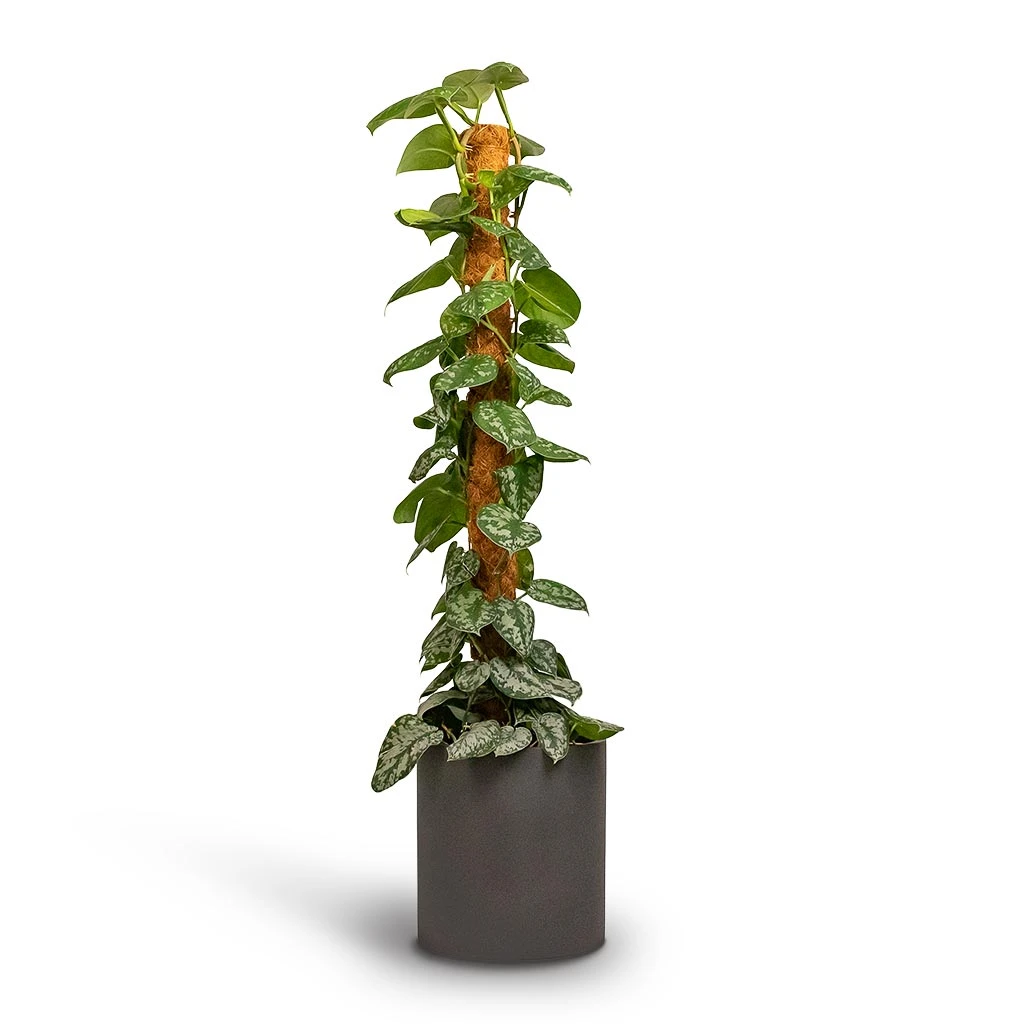 Epipremnum Trebie - Satin Pothos Trebie - Moss Pole 8 Epipremnum Trebie - Satin Pothos Trebie - Moss Pole - Image 6