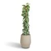 Epipremnum Trebie - Satin Pothos Trebie - Moss Pole -Plant potted plants Epipremnum Trebie Satin Pothos Trebie Moss Pole 27x160cm Humus Plant Pot Concrete 37x42.5cm