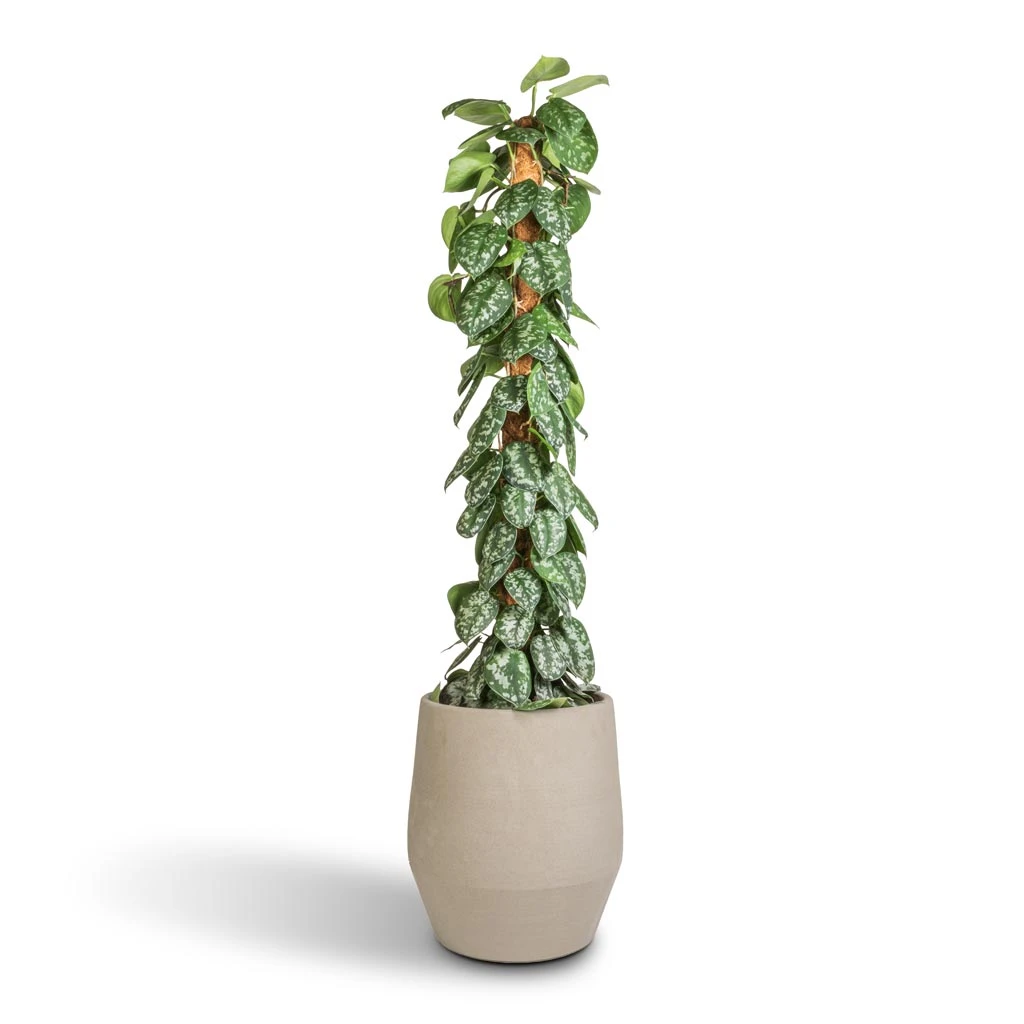 Epipremnum Trebie - Satin Pothos Trebie - Moss Pole 3 Epipremnum Trebie - Satin Pothos Trebie - Moss Pole