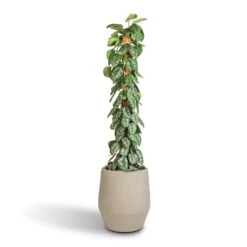 Humus Plant Pot - Concrete -Plant potted plants Epipremnum Trebie Satin Pothos Trebie Moss Pole 27x160cm Humus Plant Pot Concrete 37x42.5cm 86418696 434b 4f12 b4bd d1db9ee20e16
