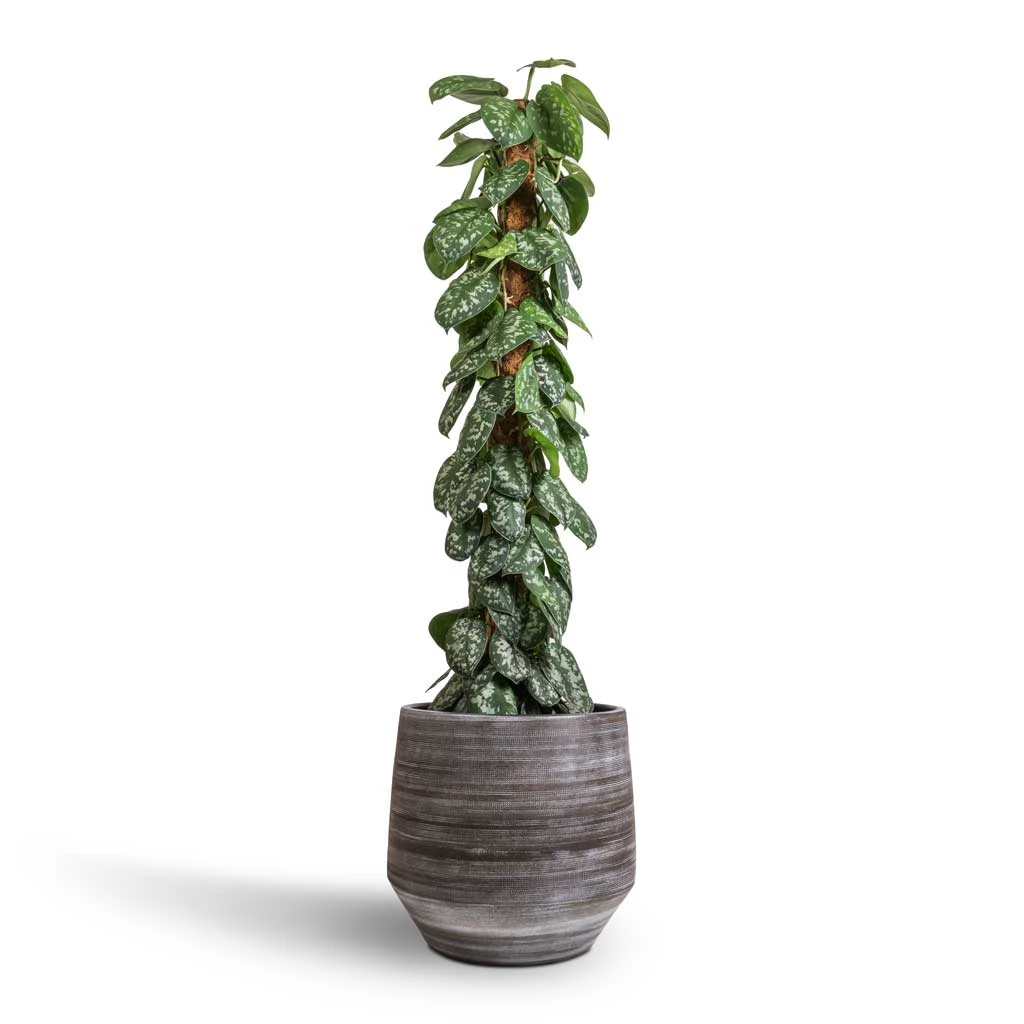Epipremnum Trebie - Satin Pothos Trebie - Moss Pole 14 Epipremnum Trebie - Satin Pothos Trebie - Moss Pole - Image 12