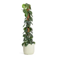 Epipremnum Trebie - Satin Pothos Trebie - Moss Pole 24 Epipremnum Trebie - Satin Pothos Trebie - Moss Pole -Plant potted plants Epipremnum Trebie Satin Pothos Trebie Moss Pole Ease Cylinder Planter Creme 48a09f5a 8841 4b73 9a06 ad634a614d68