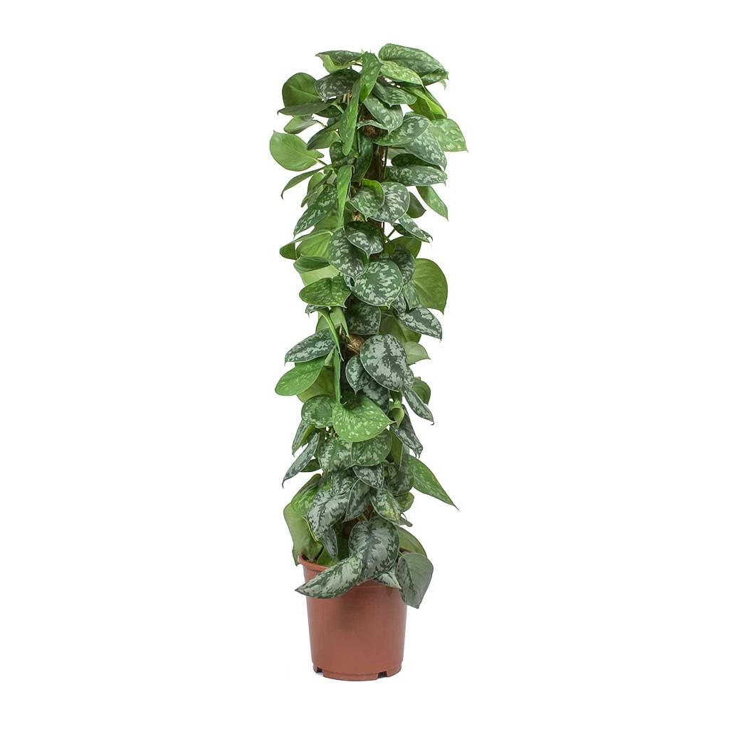 Epipremnum Trebie - Satin Pothos Trebie - Moss Pole 13 Epipremnum Trebie - Satin Pothos Trebie - Moss Pole - Image 11