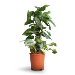 Epipremnum Trebie - Satin Pothos Trebie - Moss Pole 18 Epipremnum Trebie - Satin Pothos Trebie - Moss Pole -Plant potted plants Epipremnum Trebie Satin Pothos Trebie Moss Pole b10c115e 5acc 4977 9df7 101490acb0c9