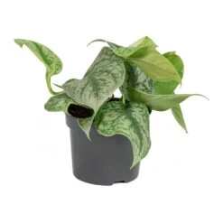 Epipremnum Trebie - Satin Pothos Trebie -Plant potted plants Epipremnum Trebie Satin Pothos Trebie Small