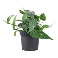 Epipremnum Pinnatum - Cebu Blue Pothos 11 Epipremnum Pinnatum - Cebu Blue Pothos -Plant potted plants Epipremnum aureum Cebu Blue Pothos 12x20cm