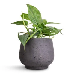 Epipremnum Pinnatum - Cebu Blue Pothos 12 Epipremnum Pinnatum - Cebu Blue Pothos -Plant potted plants Epipremnum aureum Cebu Blue Pothos 12x20cm Mini Pixie Plant Pot Black Washed 18x15cm