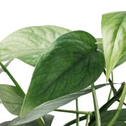Epipremnum Pinnatum - Cebu Blue Pothos 10 Epipremnum Pinnatum - Cebu Blue Pothos -Plant potted plants Epipremnum aureum Cebu Blue Pothos SWATCH 2