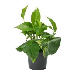 Epipremnum Aureum - Golden Pothos 25 Epipremnum Aureum - Golden Pothos -Plant potted plants Epipremnum aureum Golden Pothos 12cm 2a55aa35 be0e 4a99 ae74 1af73ceac833