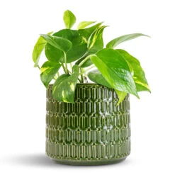 Epipremnum Aureum - Golden Pothos 24 Epipremnum Aureum - Golden Pothos -Plant potted plants Epipremnum aureum Golden Pothos 12x25cm Flor Plant Pot Green 17x15cm