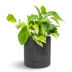 Epipremnum Aureum - Golden Pothos 37 Epipremnum Aureum - Golden Pothos -Plant potted plants Epipremnum aureum Golden Pothos 12x25cm Puk Plant Pot Black Washed 15x15cm 6fa27530 3a0b 4924 8dd7 32bf7bdec574