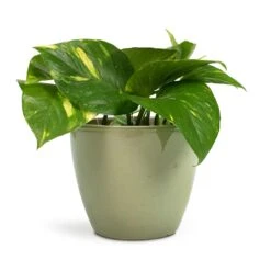 Epipremnum Aureum - Golden Pothos 36 Epipremnum Aureum - Golden Pothos -Plant potted plants Epipremnum aureum Golden Pothos 12x25cm Sven Plant Pot Mint 15x12cm