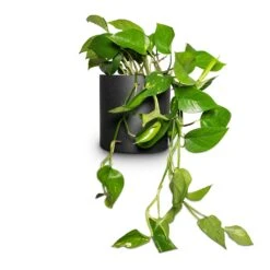 Puk Natural Planter - Matt Black -Plant potted plants Epipremnum aureum Golden Pothos 15x30cm Puk Natural Planter Matt Black 20x20cm