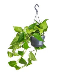 Epipremnum Aureum - Golden Pothos 27 Epipremnum Aureum - Golden Pothos -Plant potted plants Epipremnum aureum Golden Pothos 15x60cm