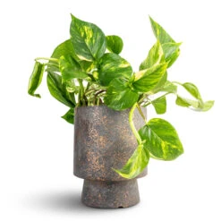 Epipremnum Aureum - Golden Pothos 30 Epipremnum Aureum - Golden Pothos -Plant potted plants Epipremnum aureum Golden Pothos 15x60cm Aily Plant Pot Earth Cement 19x23cm 2