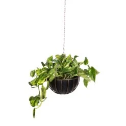 Epipremnum Aureum - Golden Pothos 34 Epipremnum Aureum - Golden Pothos -Plant potted plants Epipremnum aureum Golden Pothos 20x40cm 10 Kensington Hanging Plant Pot Copper 30x34cm 2 90a8eb34 a604 4adf 876d 722de578e180